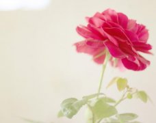 用百合康乃馨做祝福语 送病人