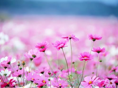 描写柳树枝条的句子 夏天写柳树的句子(精选11句)
