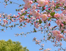 春暖花开适合三月发的文案 春