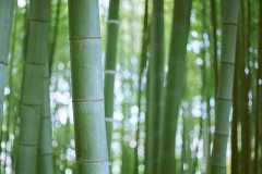 关于坚持的诗词名句(精选33句