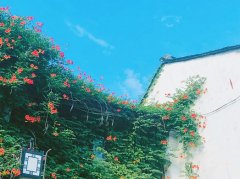 关于夏至节气的经典句子(精选