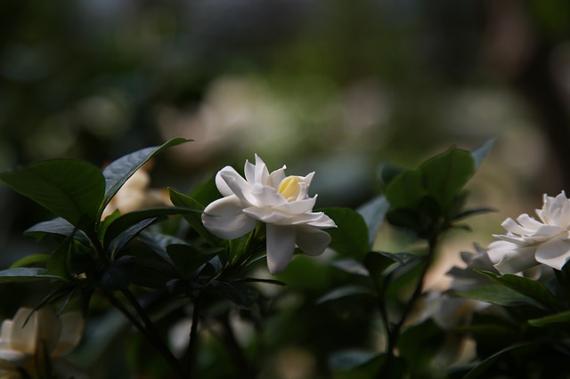 7首最美的栀子花诗词