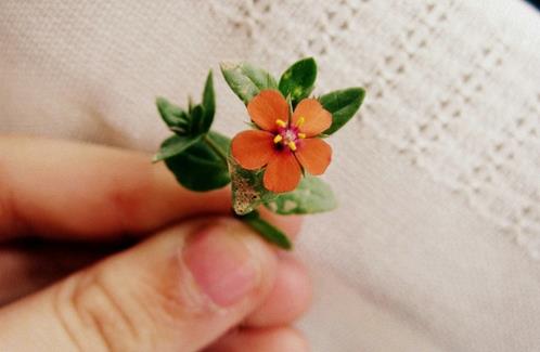 元宵节祝福语简短 祝福工作顺利的祝福语(精选45句)